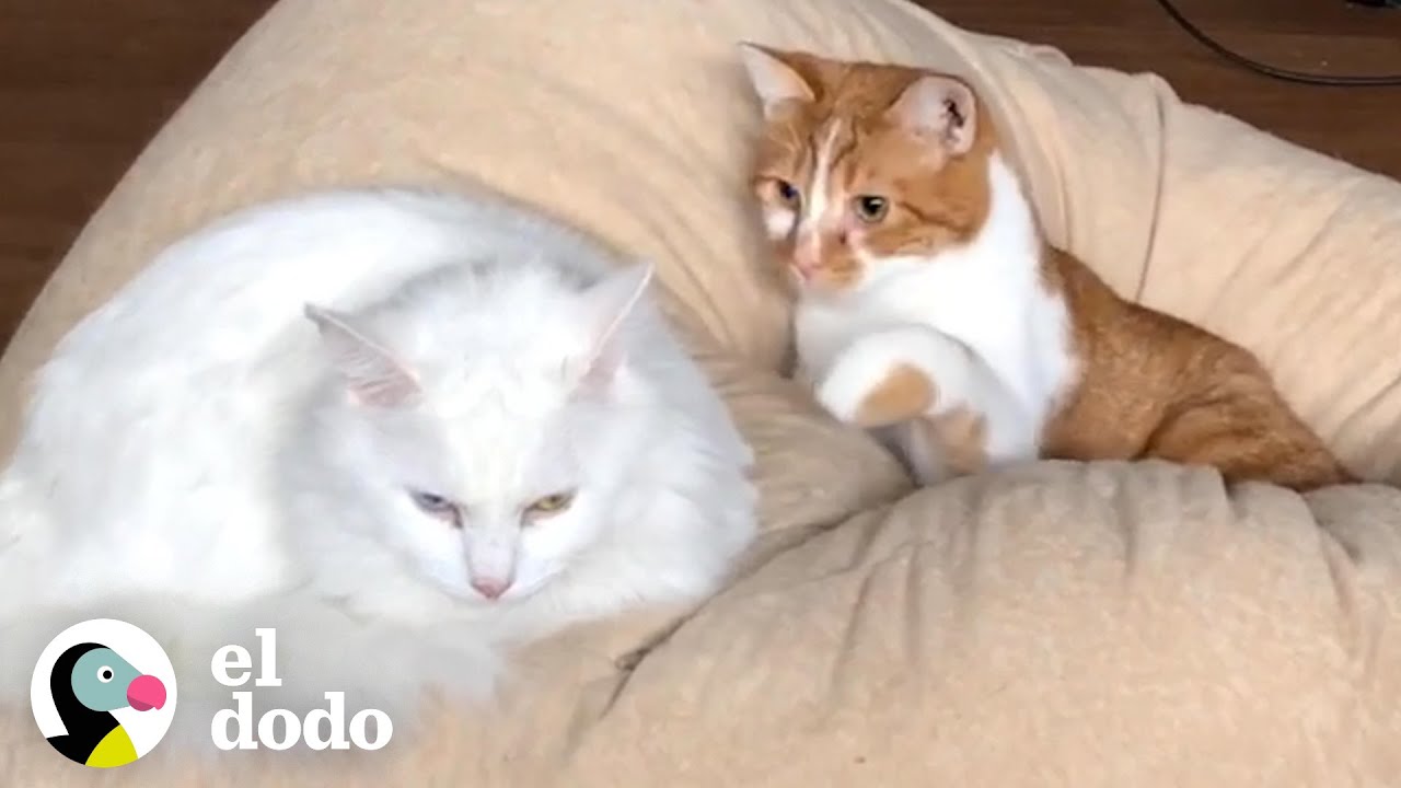 Gato intenta superar un amor no correspondido | El Dodo