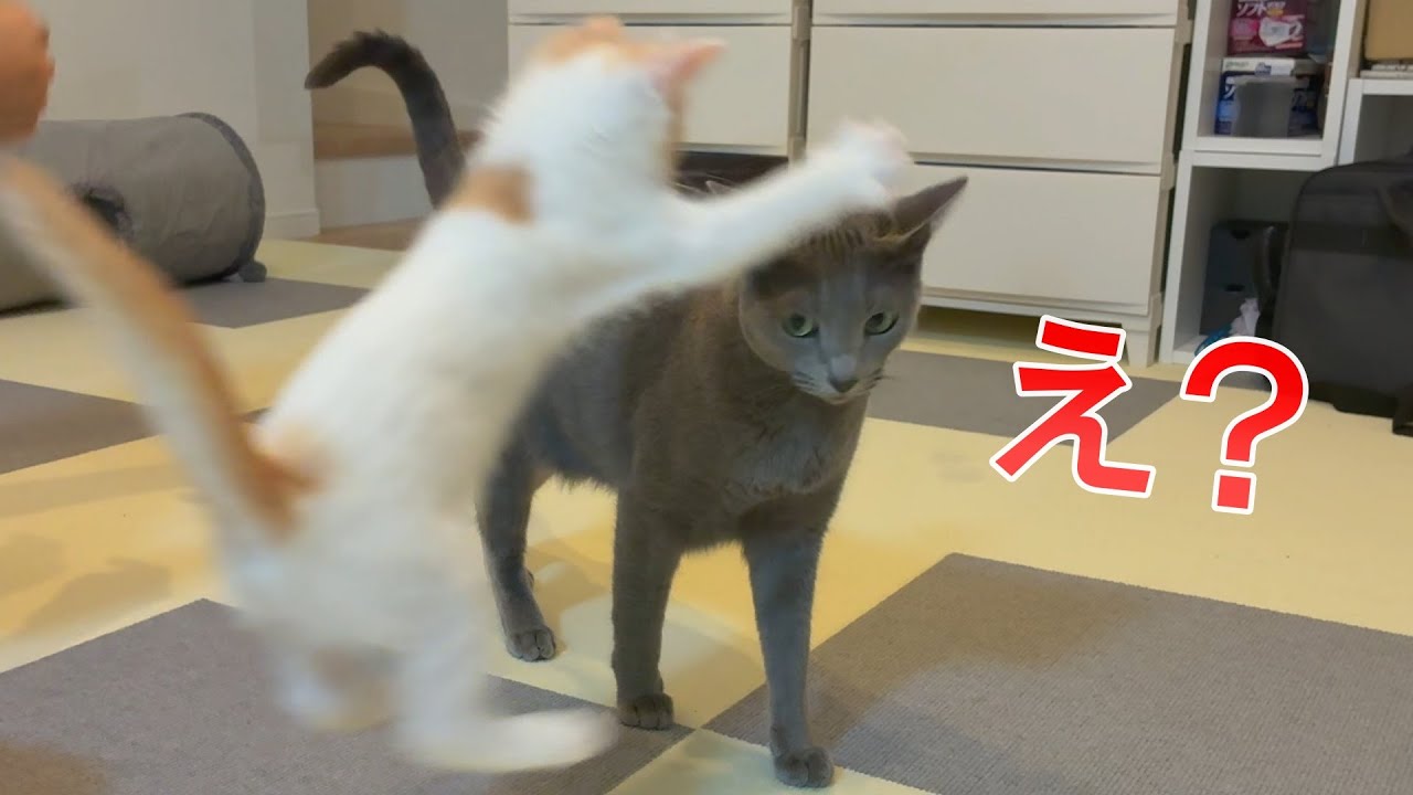 【神回】子猫に襲撃された先住猫のリアクションを楽しみましょうw