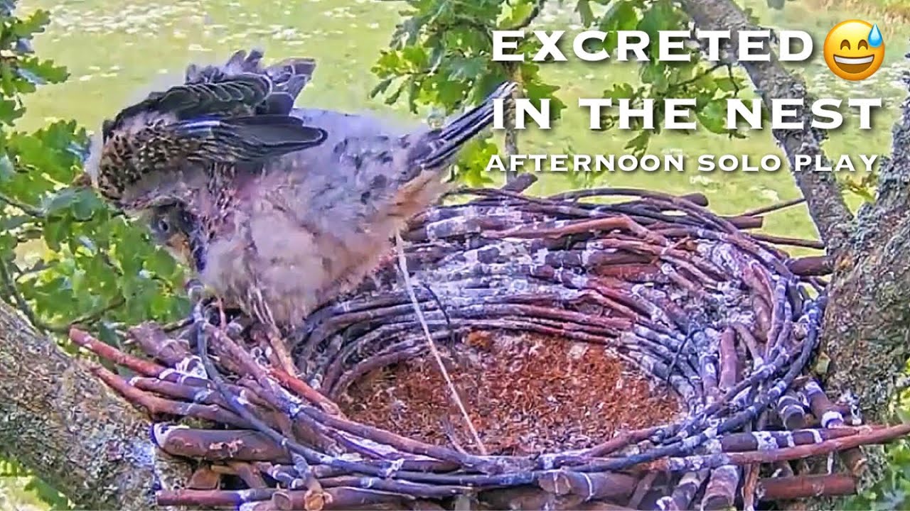#183🦅Falcon Nest❷ Dorset Hobby Camera Live 2024