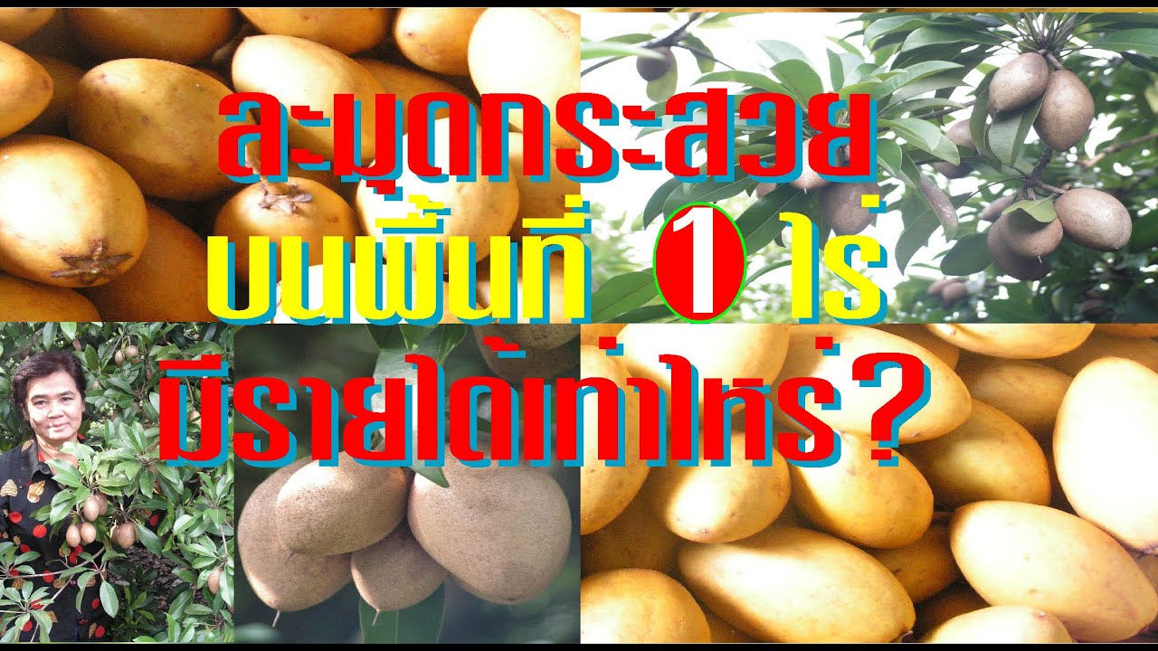 ละมุด บนพื้นที่ 1 ไร่ จะทำรายได้เท่าไหร่ต่อปี การเกษตรผสมผสาน ไร่นาสวน เกษตรปลดหนี้