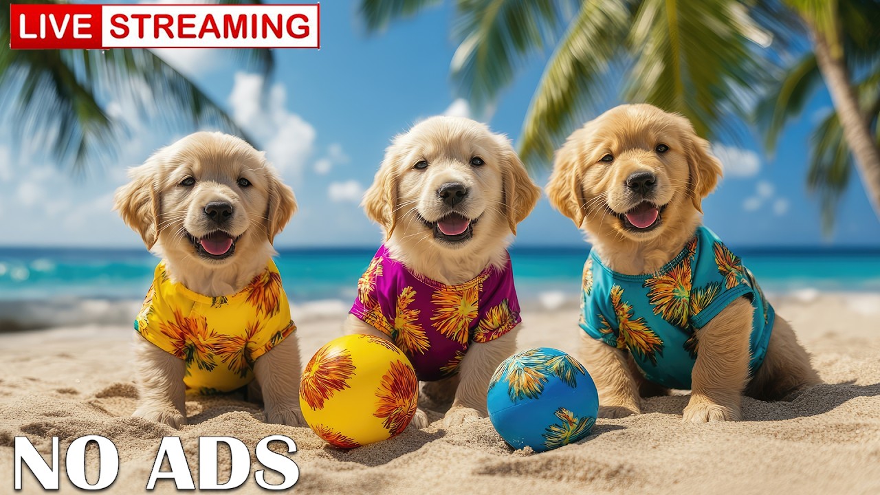 12 Hours of Dog TV for Dogs to Watch 🐶🎄 Winter Magic Tunes for Playful Dogs & Calm Winter ❄️🛷