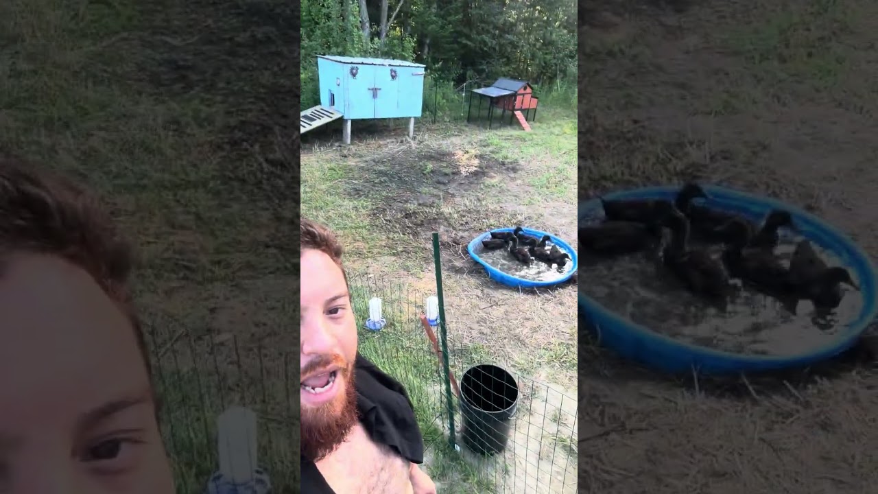 Adhd rush life with ducks Almost done just need to paint the duck coop
