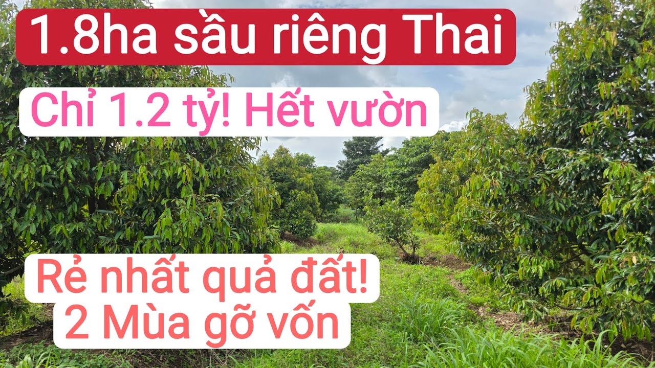 Bán vườn sầu riêng thái đẹp giá cực rẻ, nhanh lấy vốn, bất động sản đất rẫy gia lai