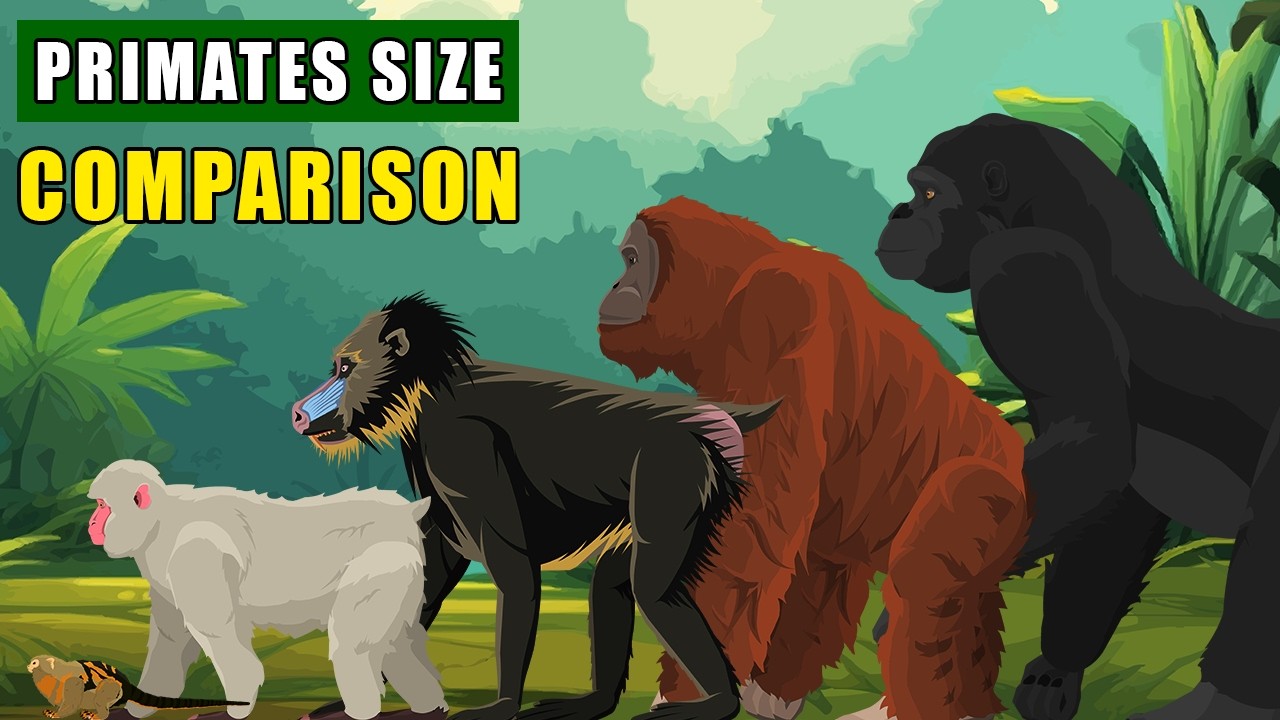 Primates Family Size Comparison: From Pygmy Marmoset to Gorilla