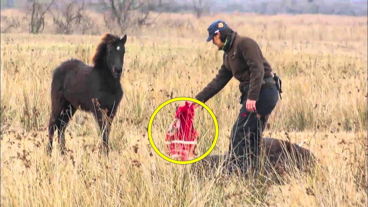 Мужчина спас прикованную цепью дикую лошадь и спустя несколько мгновений получил невероятно трога...