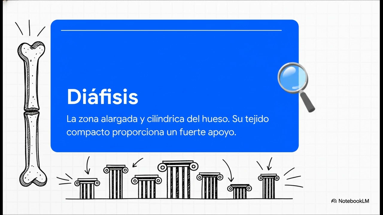 El Tejido Óseo humano 
