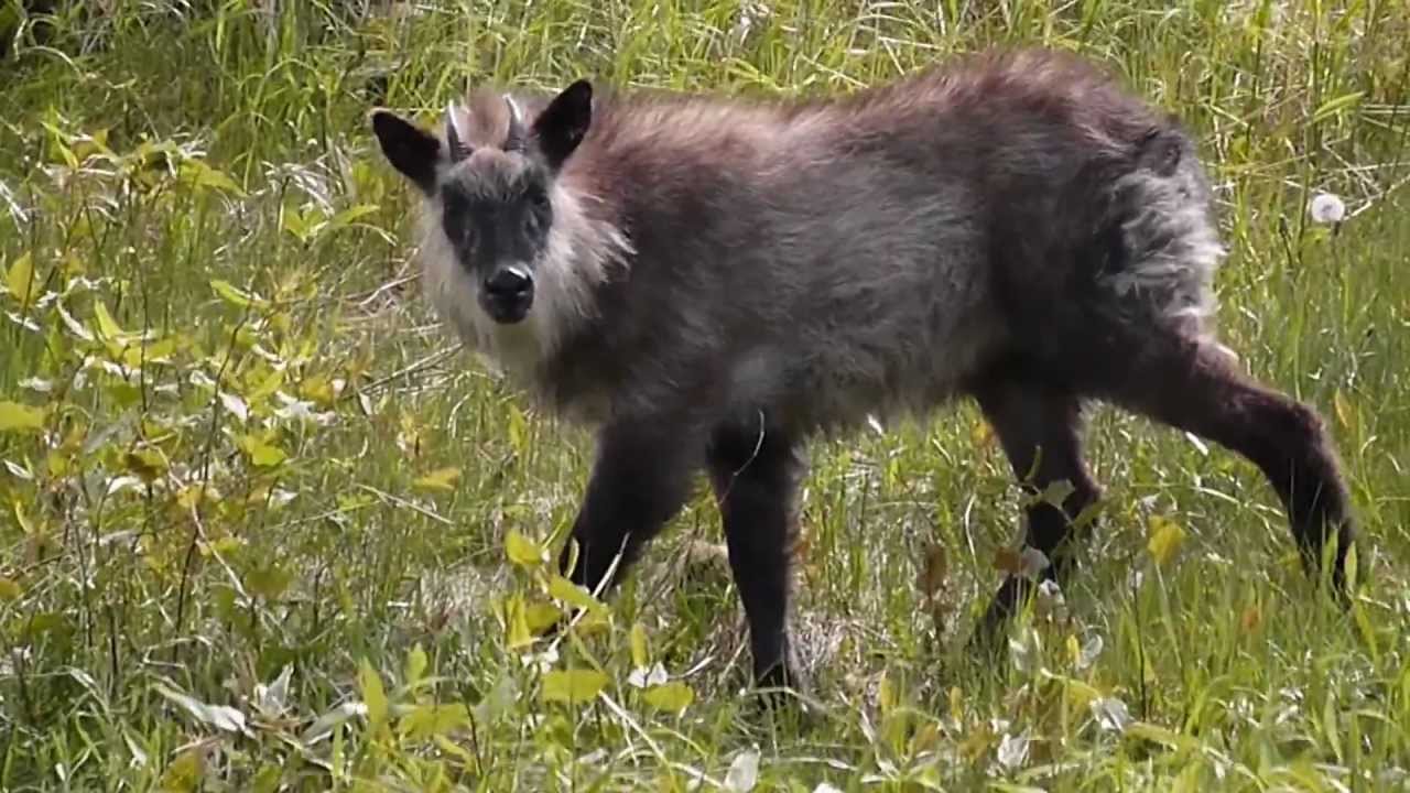 ニホンカモシカ（日本羚羊、Capricornis crispus）に出くわした