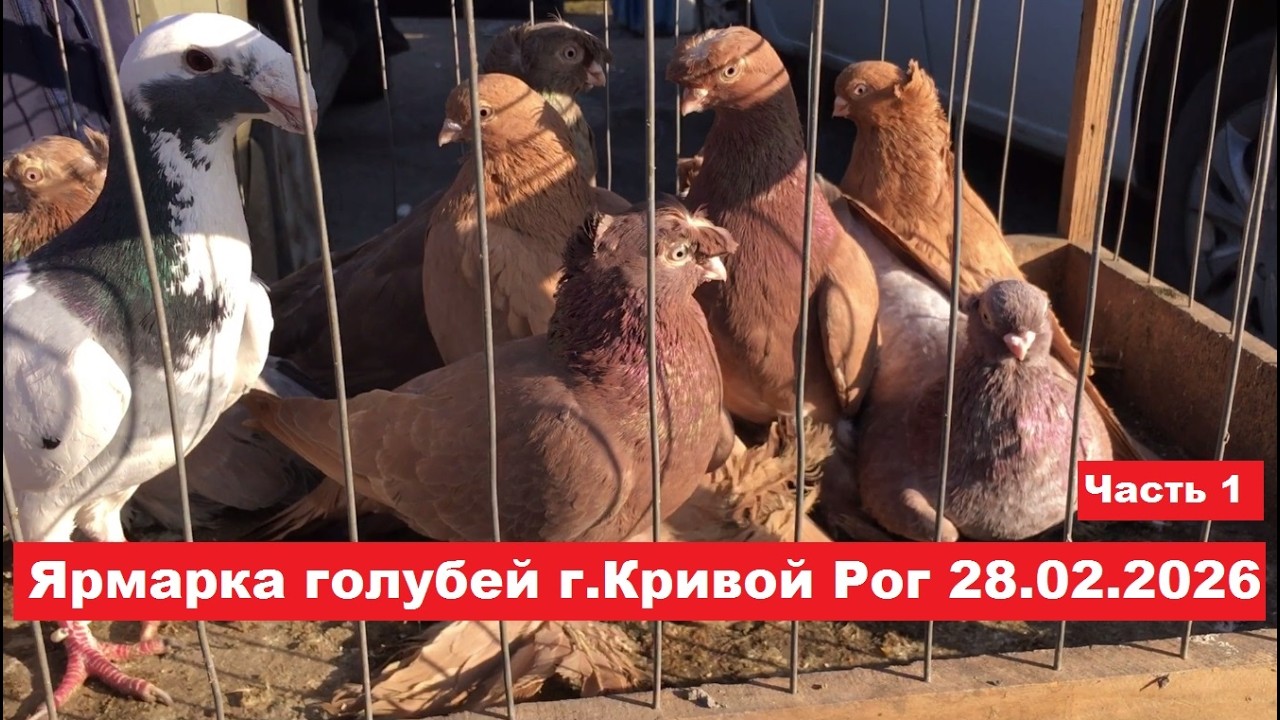 Ярмарка голубей и декоративных птиц г.Кривой Рог 28.02.2026. Часть 1