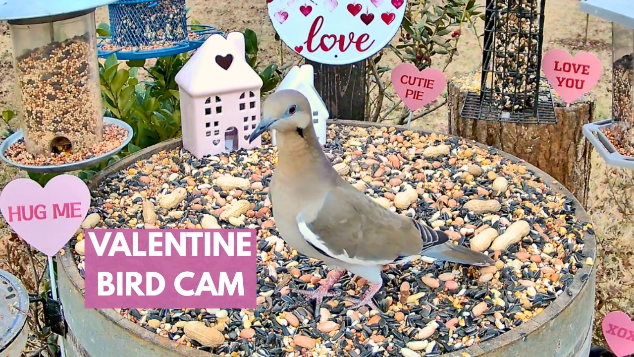 East Texas Bird Cam 🐦 | Backyard Birds & Nature Sounds 💗 | Valentine Cam | Birds Y’all Live