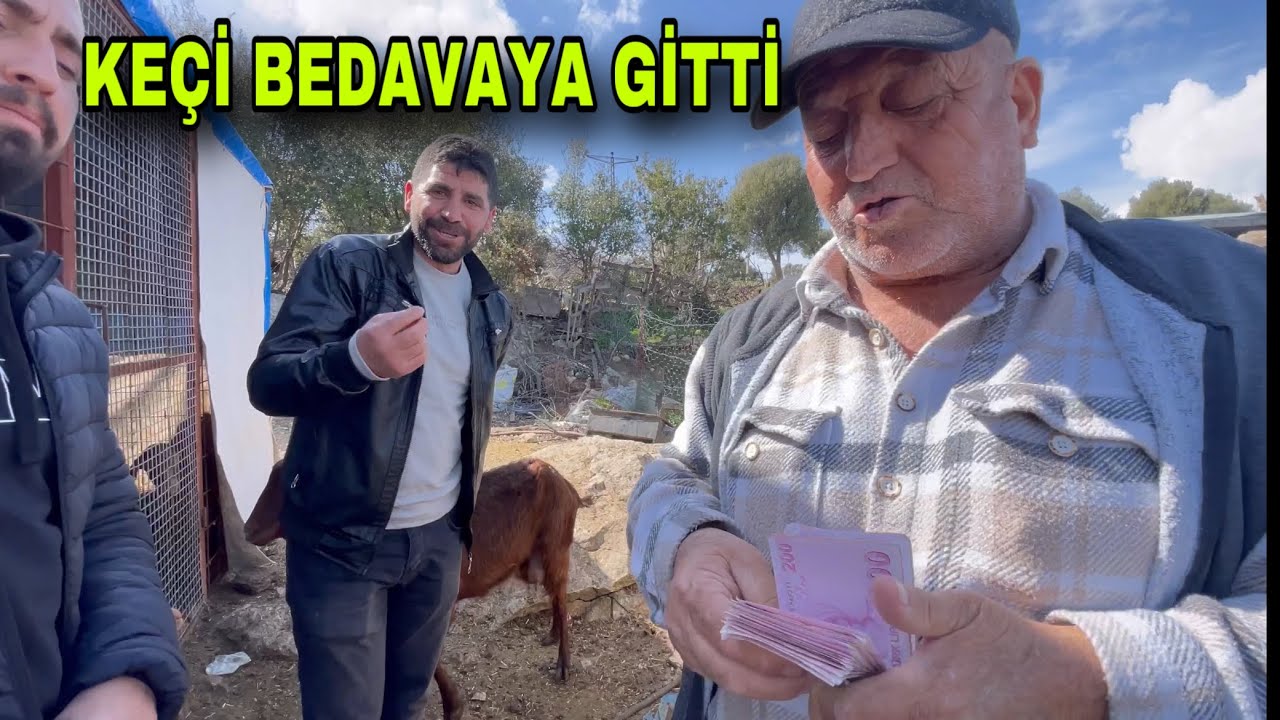 2024 KEÇİ FİYATLARI AMCAMA OĞLAKLI KEÇİ HAYIRLI OLSUN