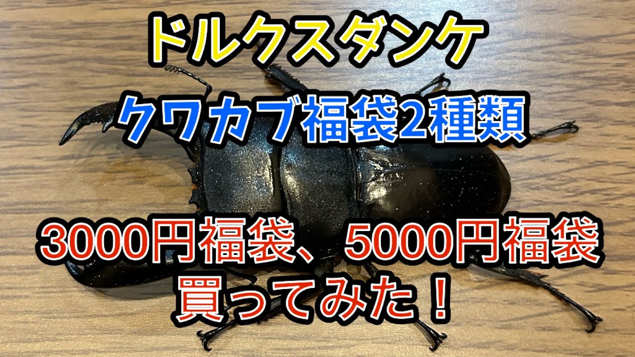 ドルクスダンケ　クワカブ福袋2種類買ったみた！