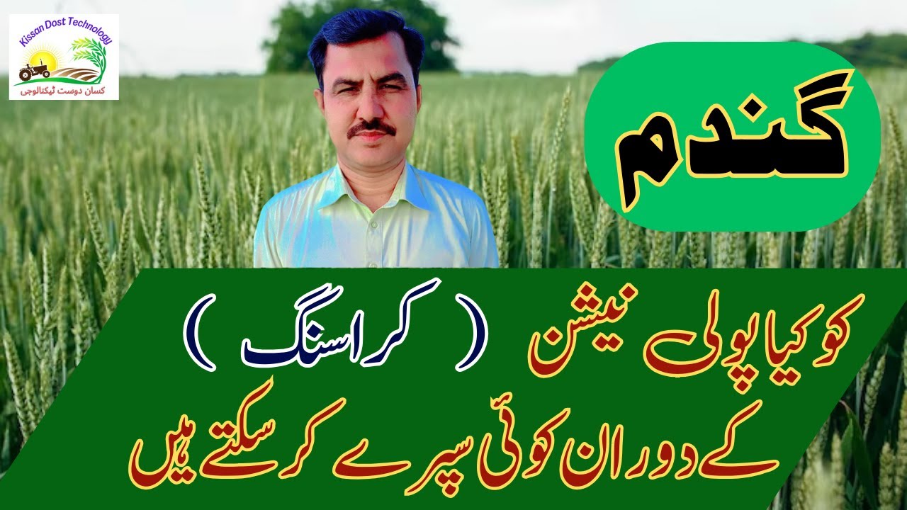 Can we Spray during Pollination in Wheat crop|کیا گندم کی فصل میں پولینیشن کے دوران سپرے کر سکتے ہیں