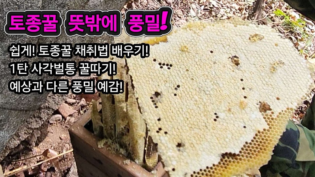 이것이 진짜 토종꿀 입니다. 초보토종벌꿀 쉬운채밀 방법배워보기! #초보토종벌 #토종벌 #토종벌꿀 