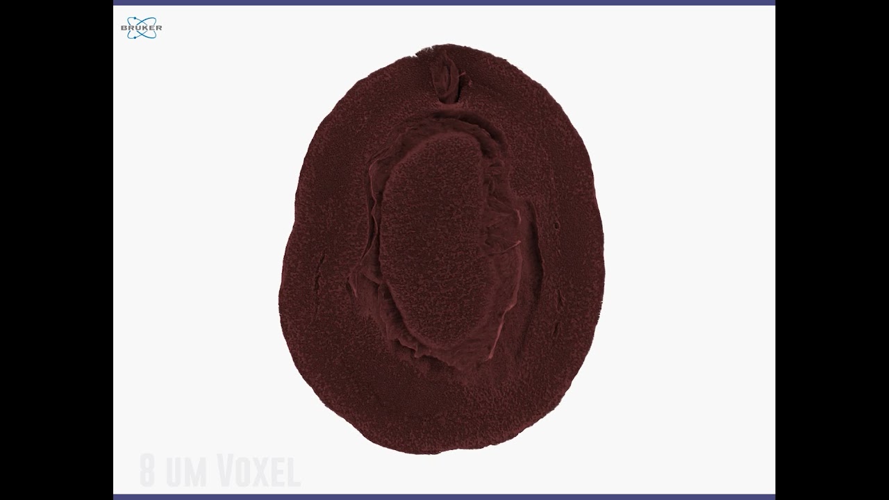 Micro-CT Examination of Coffee Beans During the Roasting Process