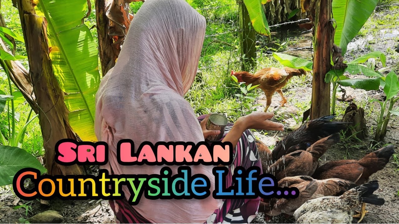 Sri Lankan tamil vlog/Vlog in tamil/Srilankan country side life vlog/Wambatu Moju/Cow brain curry