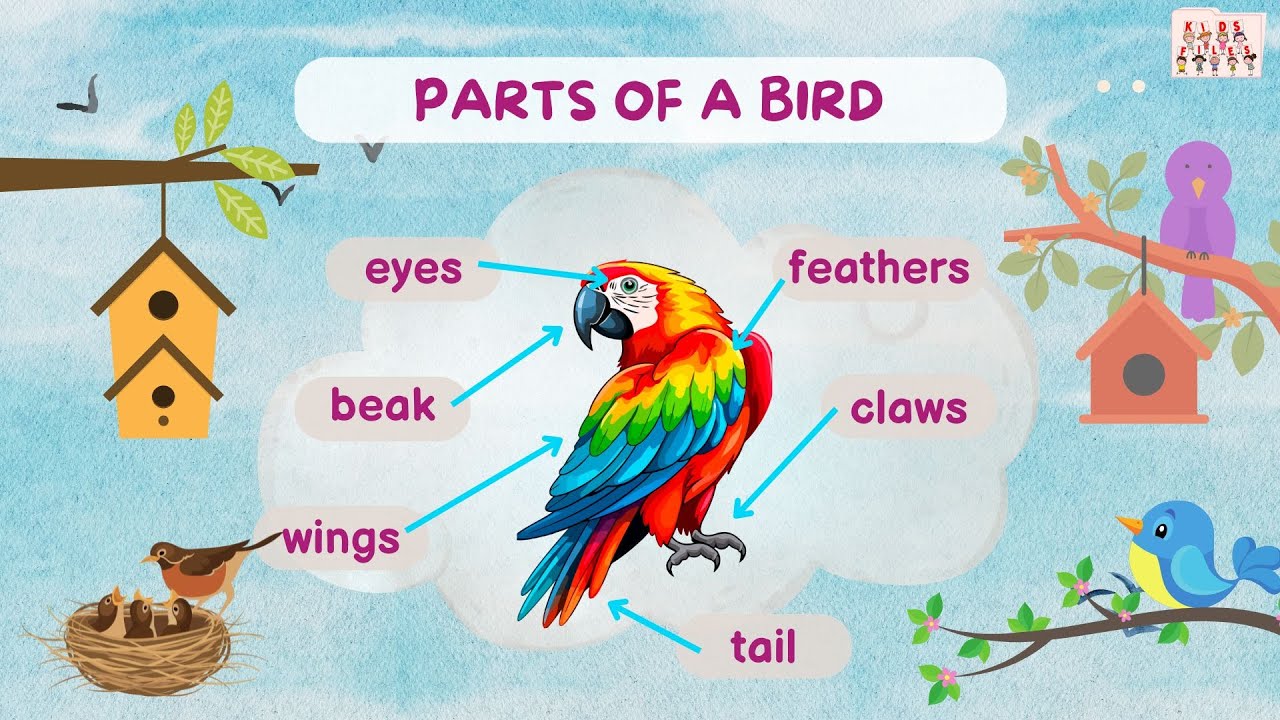 Learn the Parts of a Bird| Flashcards for Kids| English Vocabulary| Animal Body Parts