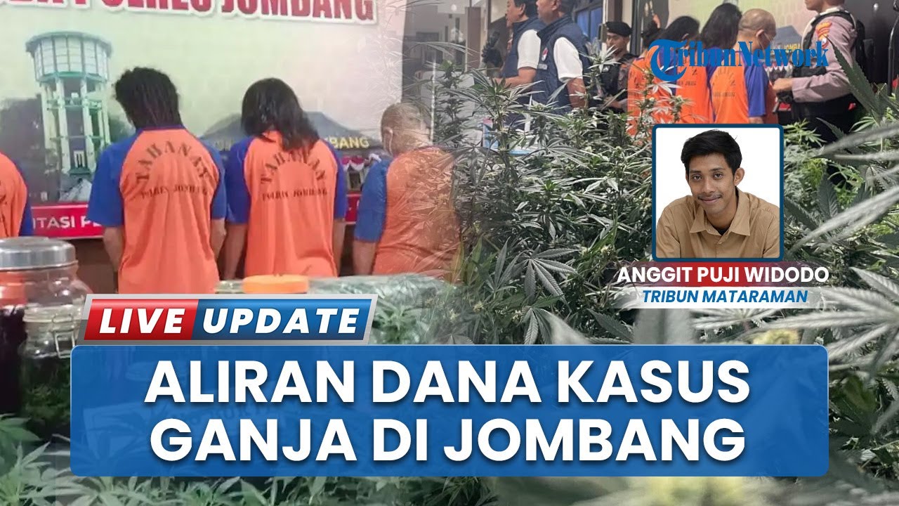 Aliran 6 Miliar dalam Pengelolaan Kebun Ganja di Jombang Terkuak, Polisi Amankan Seorang Pria