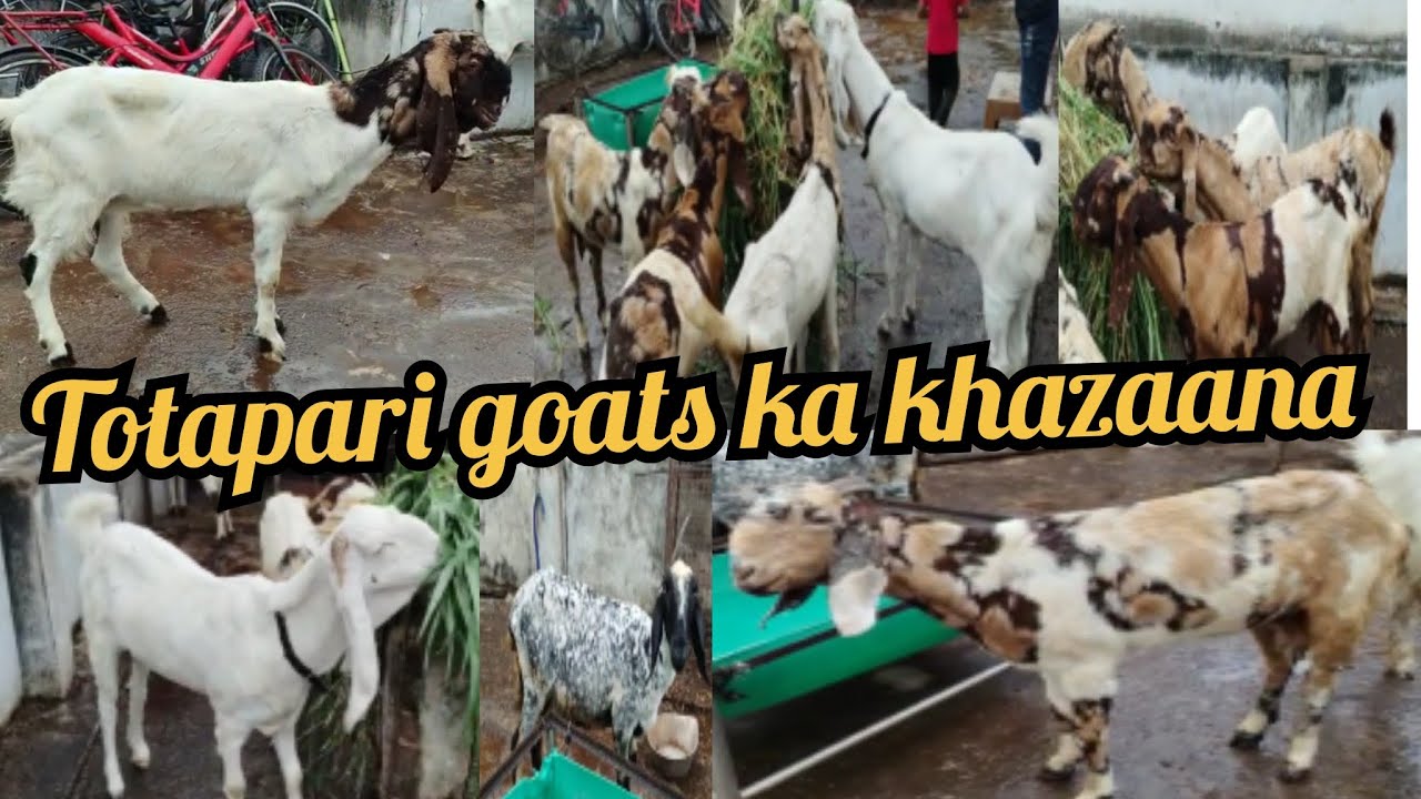 #9381237594: saste totapari goats available in hafiz baba nagar c block Hyderabad #recommended #goat