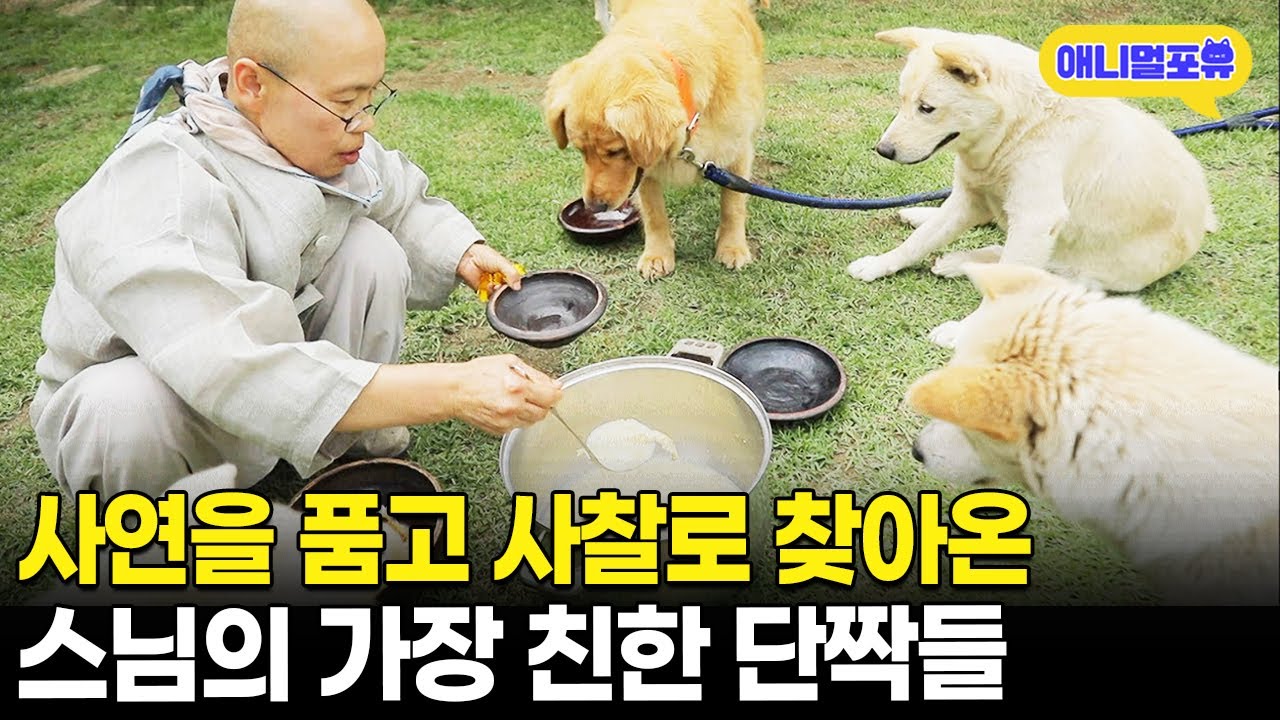 넘치는 사랑으로 행복한 스님의 단짝 댕냥이들 | KBS 동물극장 단짝 220723 방송