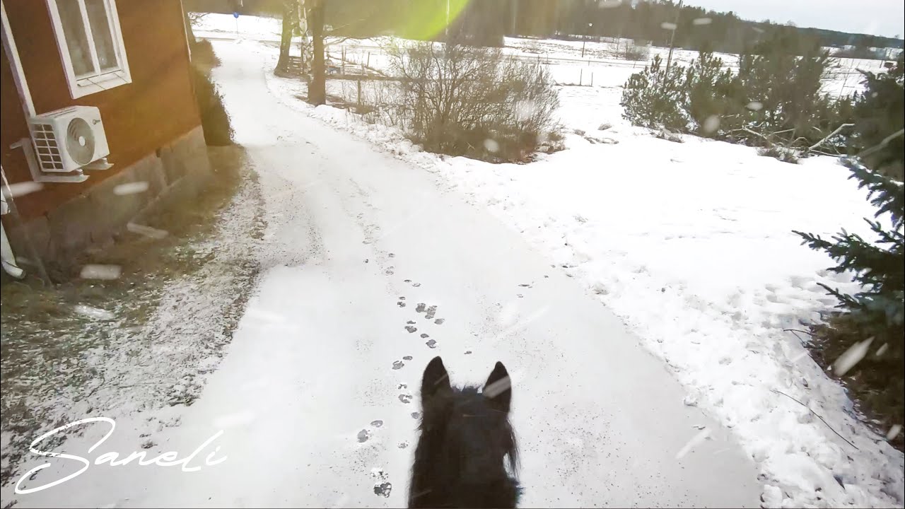 Horse Ride in Swedish Winter ❄️Slow TV | ASMR Hoof Sounds & Nature Ambience