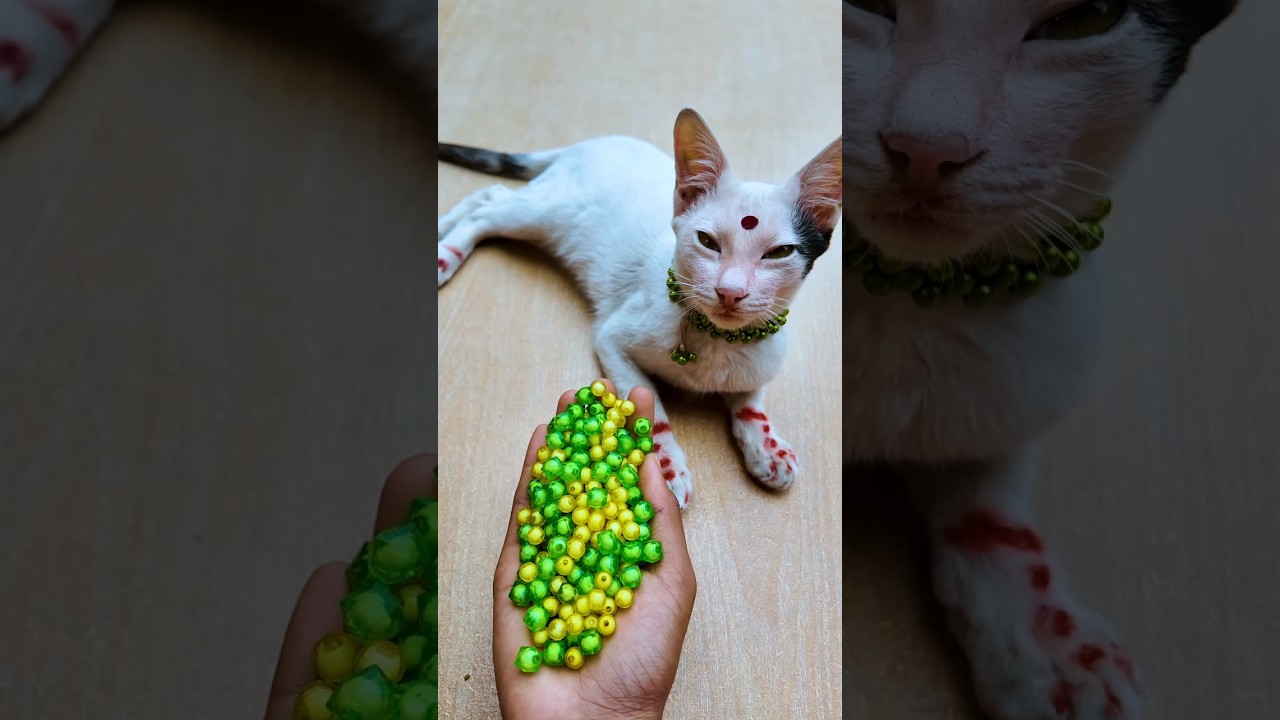 Satisfying ASMR Cat 🌈 Beads Reverse Magic#shorts #catsounds #beadsasmr #asmrvideos #satisfying