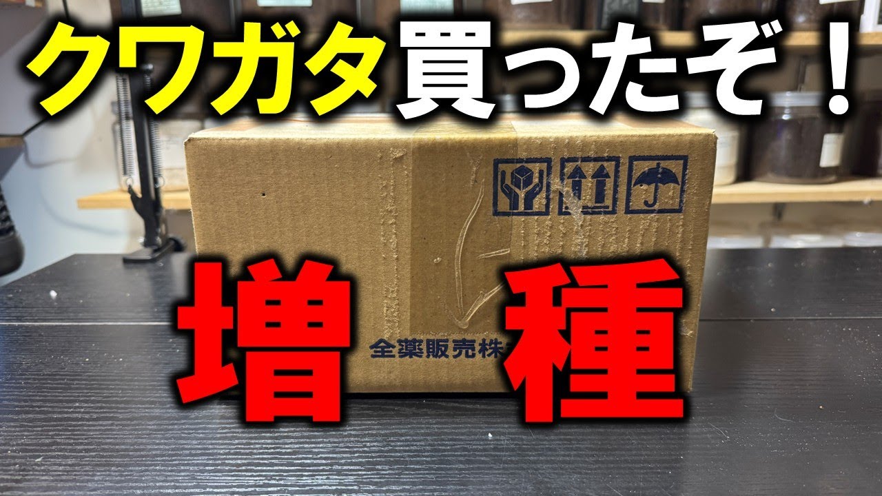 新しくクワガタを買ってみたので開封してみた！ 0