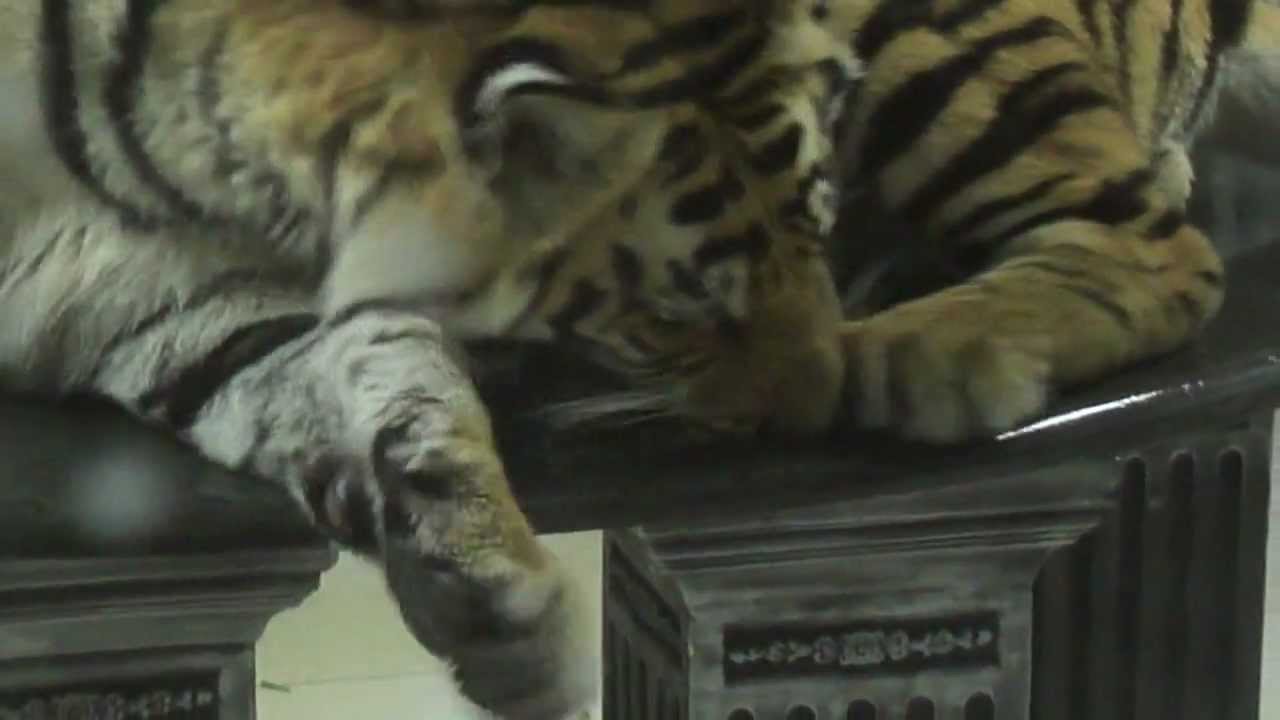 Enzo the tiger in the kitchen !