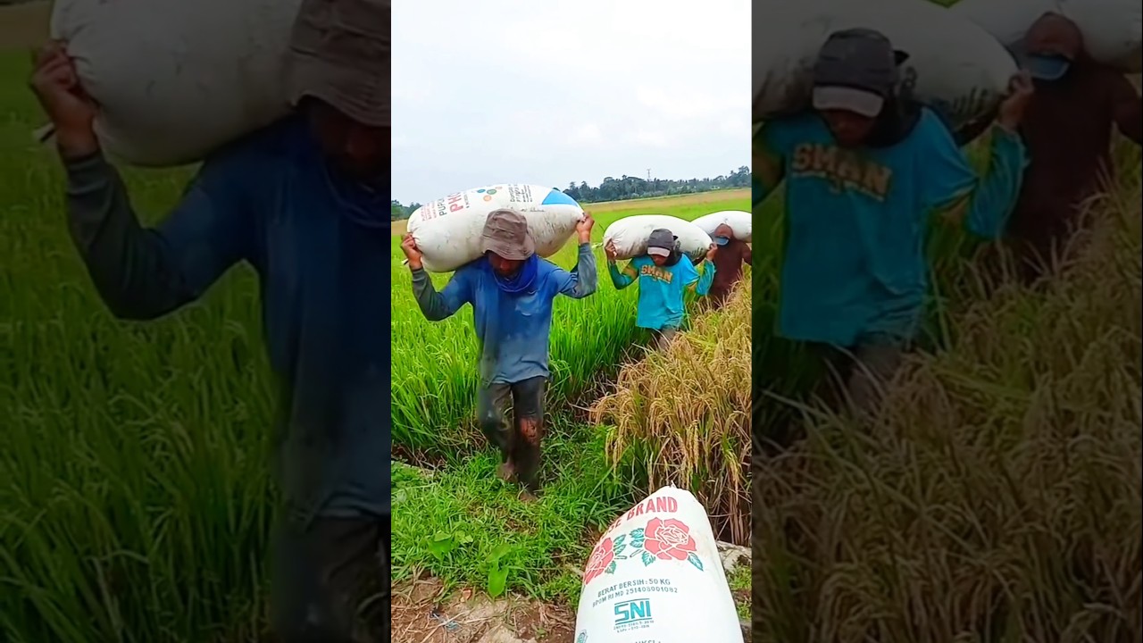 terbayar lelahnya, musim panen padi tiba adalah harapan petani. #shorts