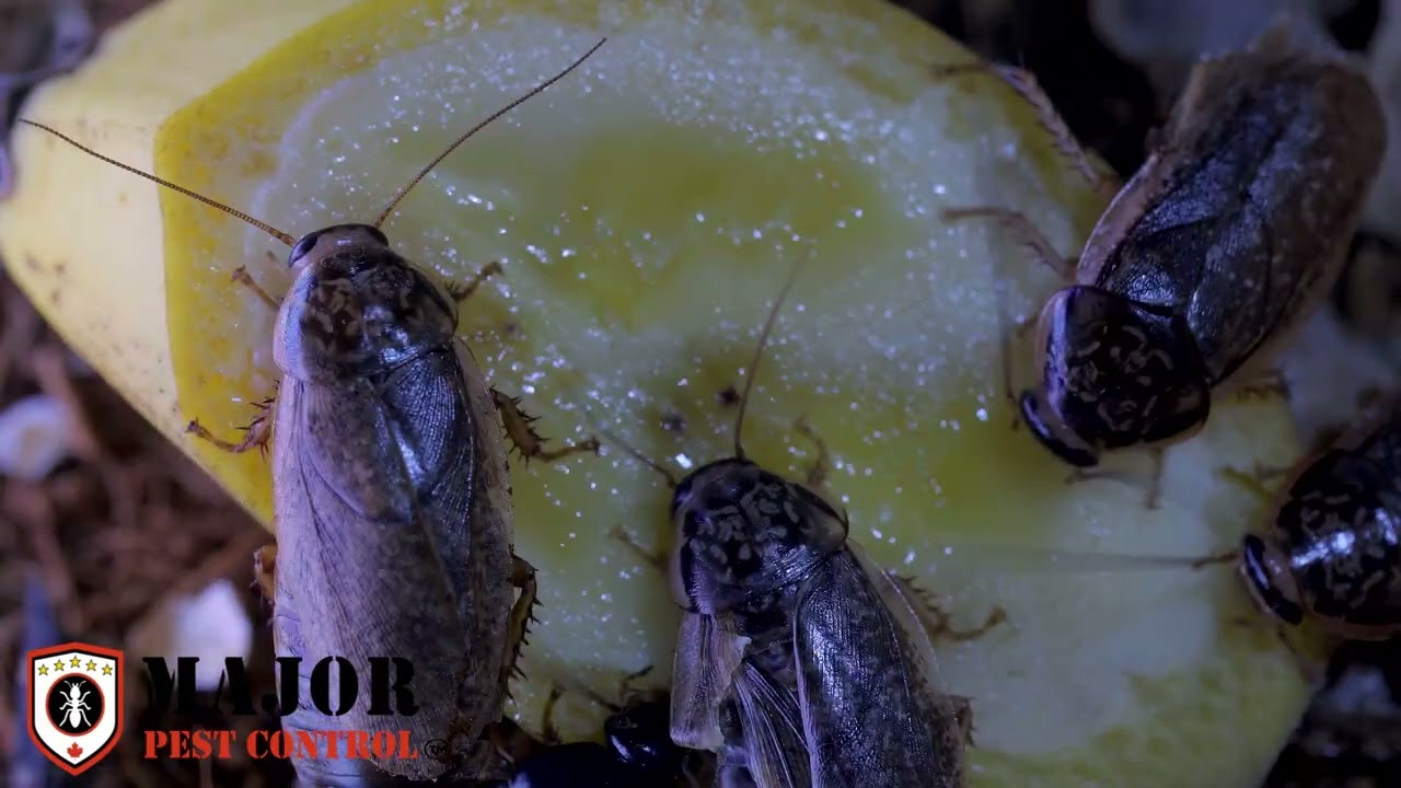 You've Been Killing Cockroaches Wrong This Whole Time—Here's What Actually Works