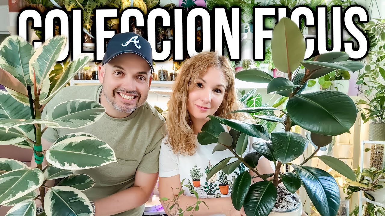 🤩Nuestra Colección de Ficus🌳: Variedades, Cuidados y Consejos para Mantenerlos Hermosos