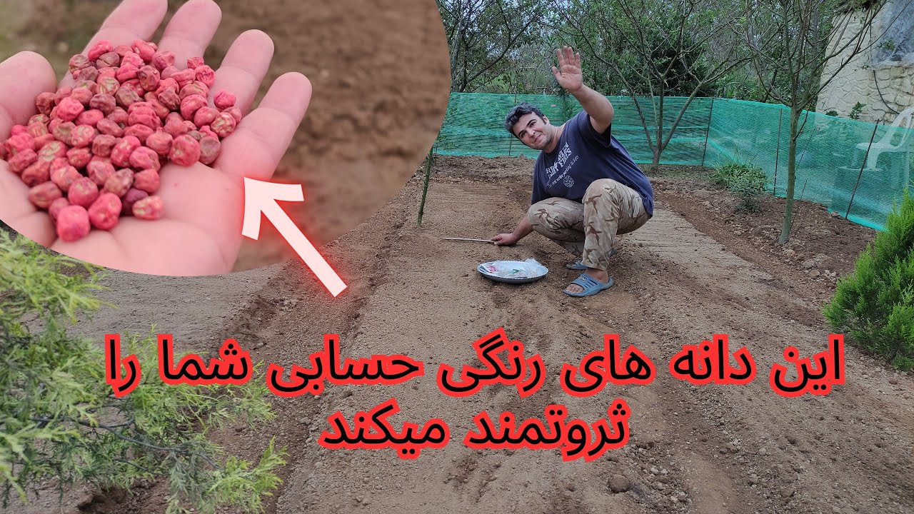 کاشتن نخودفرنگی به این شکل درآمده مزرعه را چشمگیر افزایش میدهد