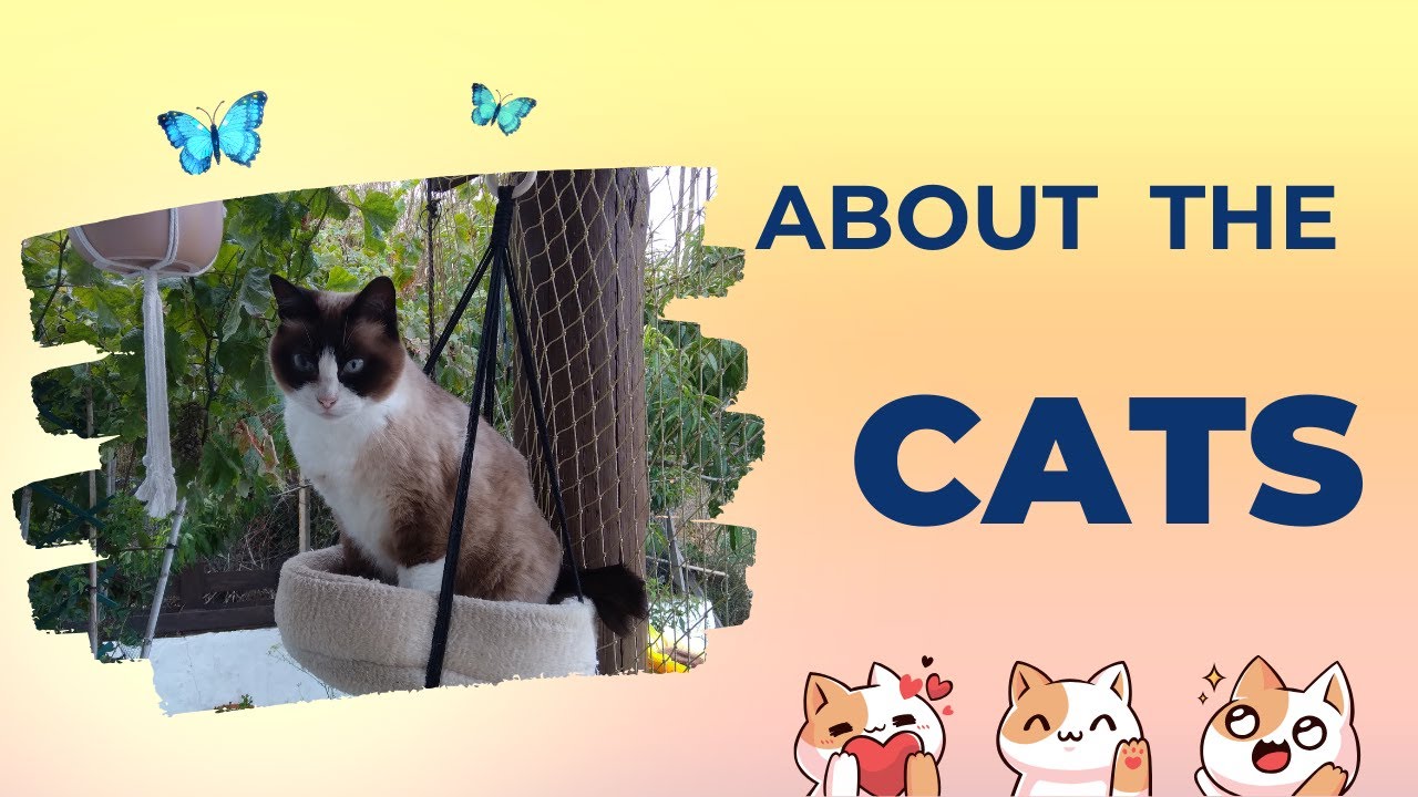 About the Cats