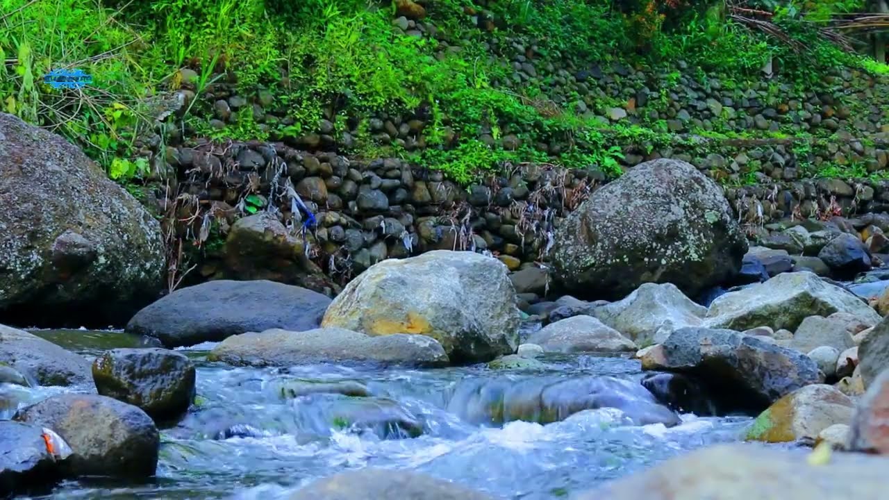 Nature Calming River Stream & Bird Sounds ASMR for Sleep 💧🐦