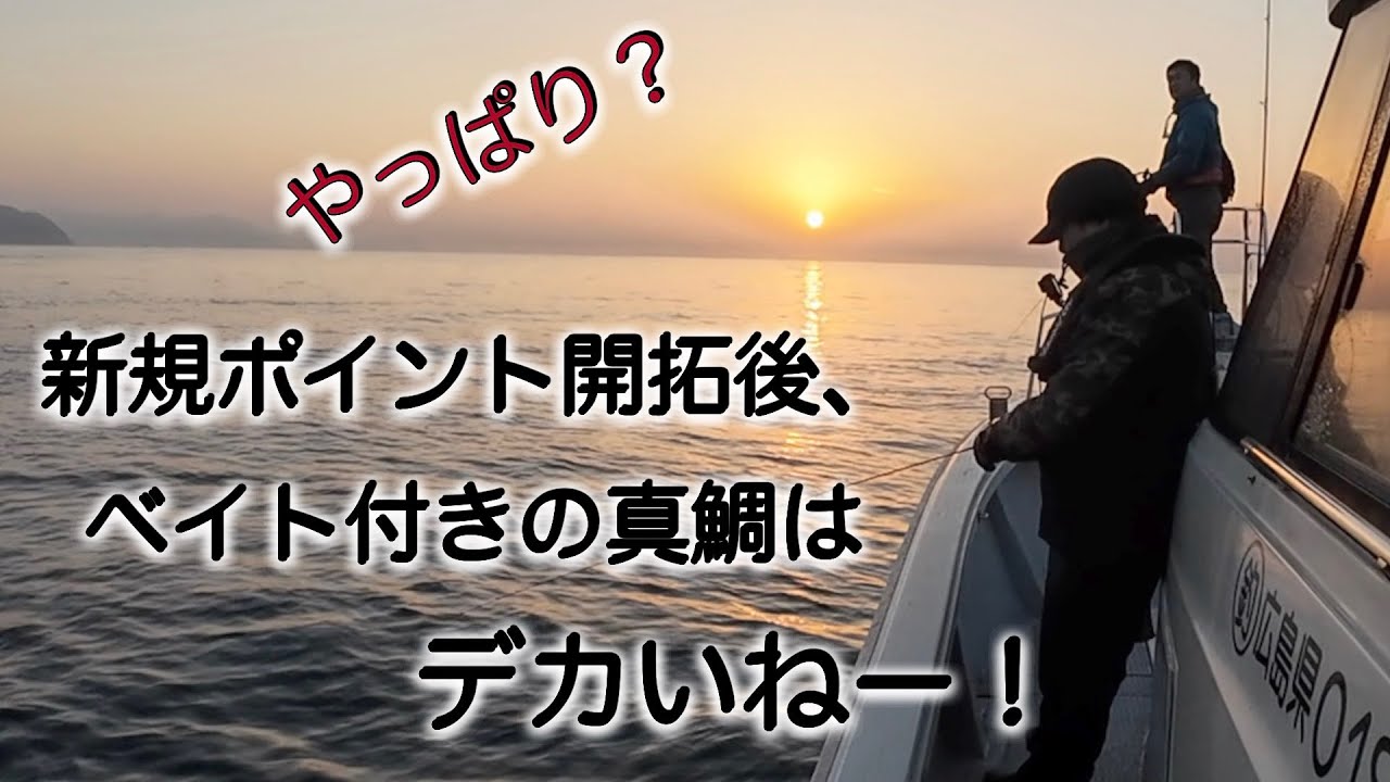 やっぱり？新規ポイント開拓後、ベイト付きの真鯛はデッカいねー！