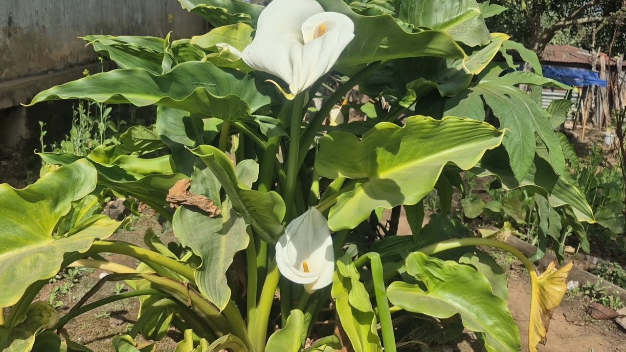 Chuktuah huan(my kitchen garden)