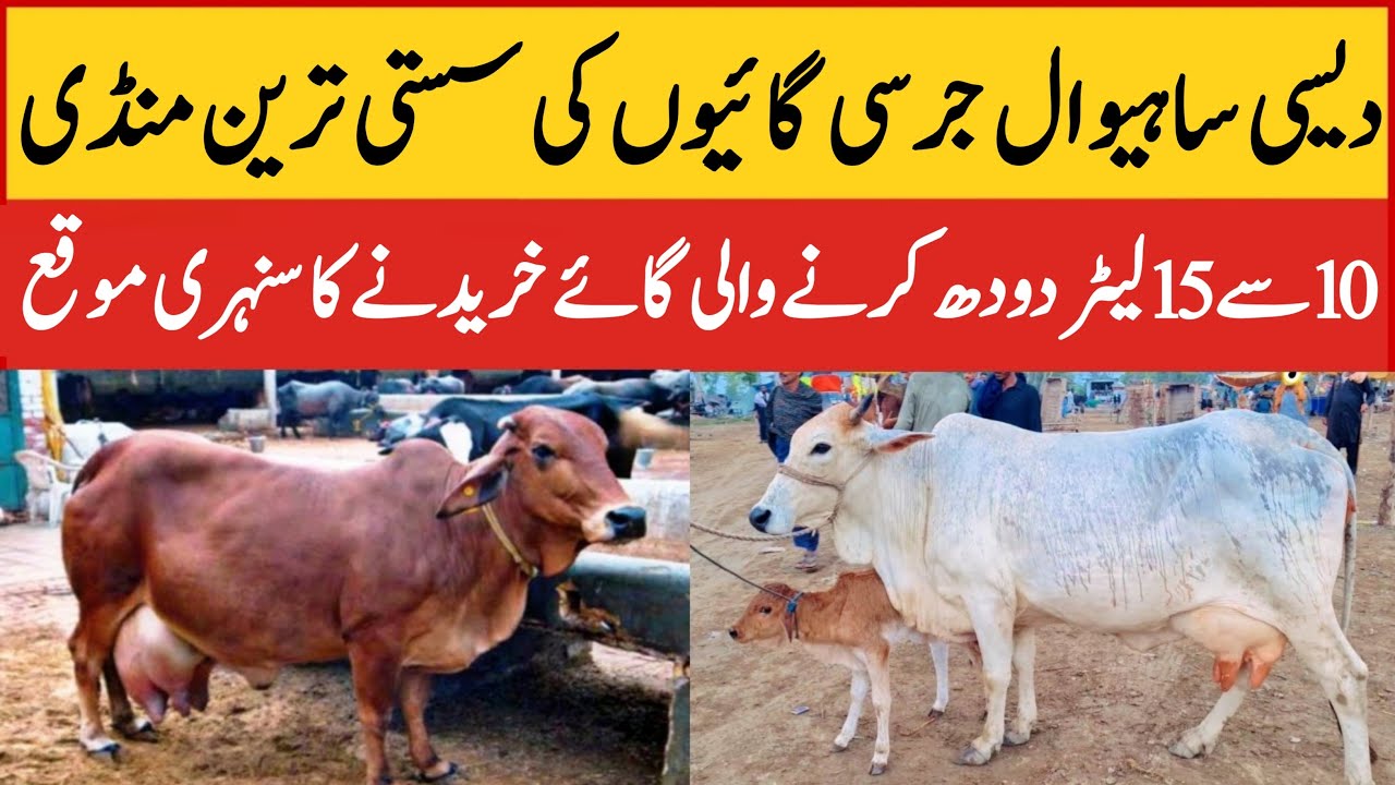 doodh dene wali gay today fresh rates update | cow for sale today