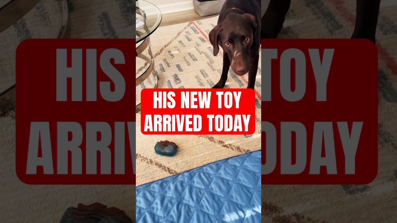 Dostaje NOWĄ ZABAWKĘ i to zmienia zasady gry!