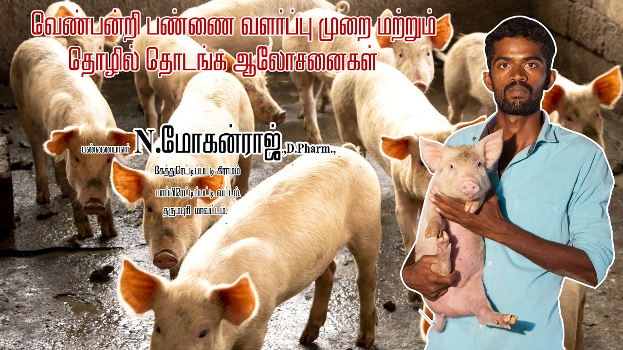 🐷குறைந்த பட்ஜெட்டில் வெண்பன்றி பண்ணை தொடங்குவது எப்படி? | How to Start Pig Farming | Dr.விவசாயம்