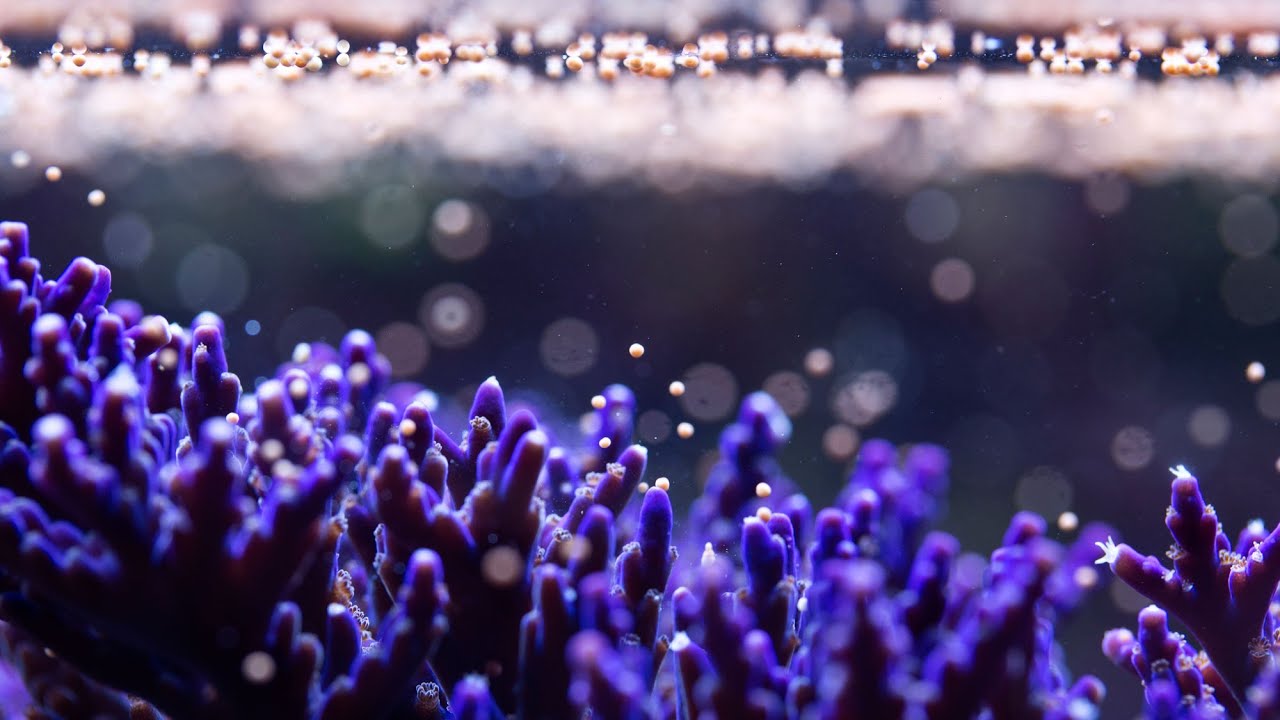 What is coral? | World Ocean's Day - Horniman Museum and Gardens