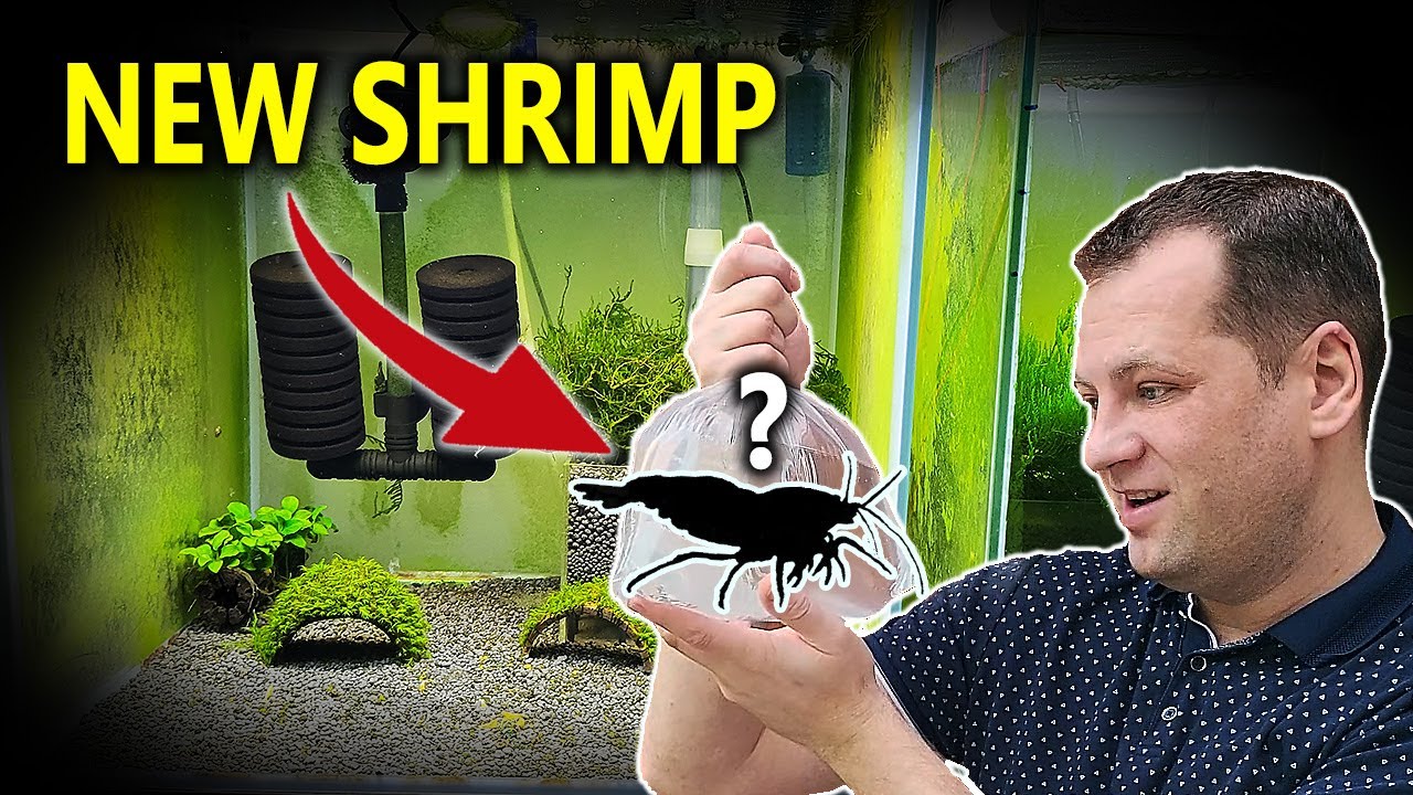 Buying RARE Caridina Shrimp!