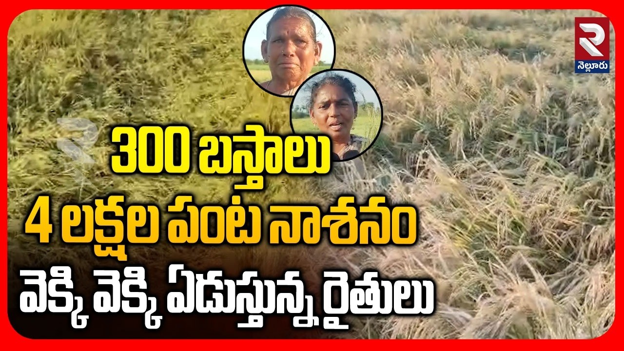 Nellore Farmers Emotional Comments | 300 బస్తాలు.. 4 లక్షల పంట నాశనం | Rice Grain Damage | RTV
