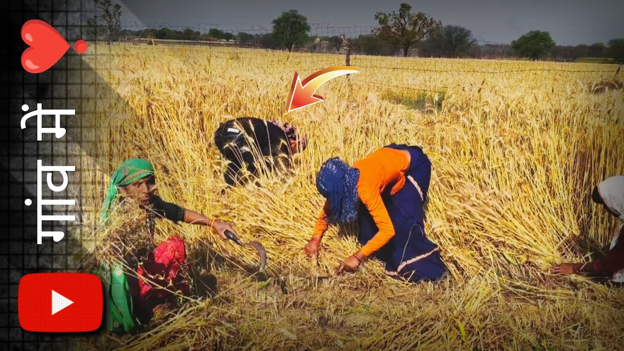 🙌आज हमने ___*जौ* ____की फसल की ❣️कटाई शुरू किए 🙌#trending #vlog 
