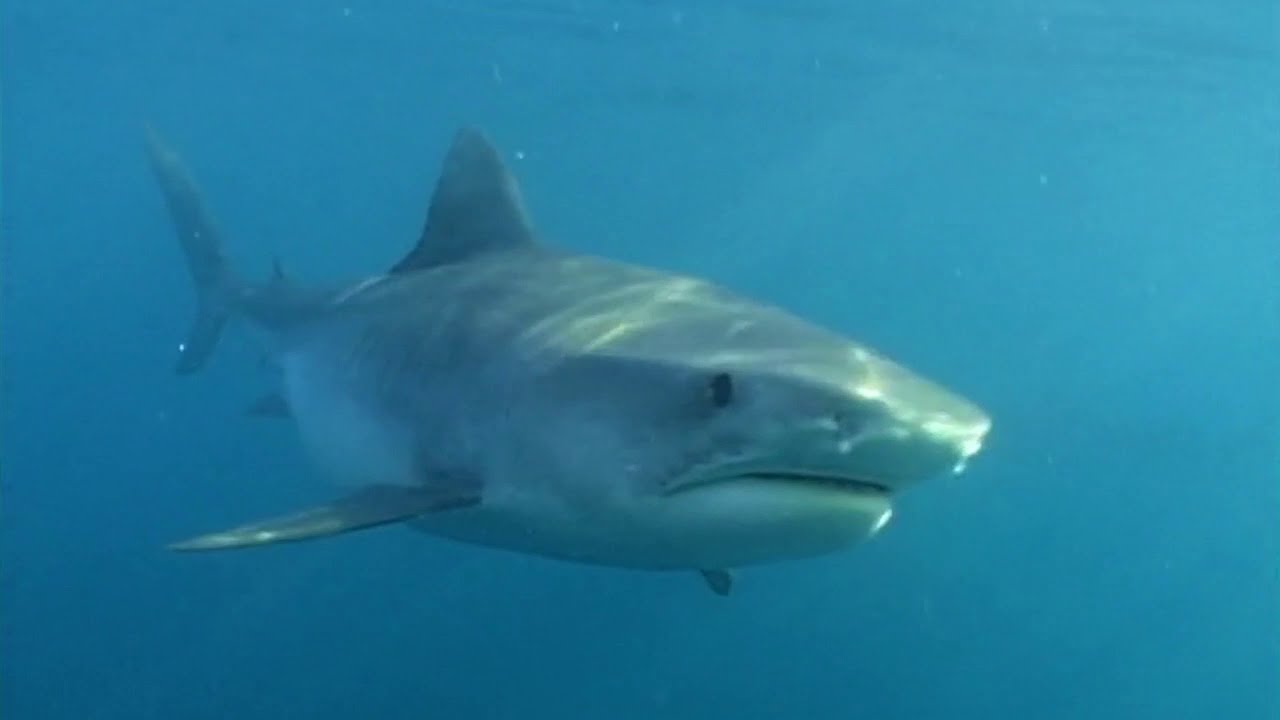 Haie - Hyânen der Meere (Léopard de mer, seigneur des glaces)