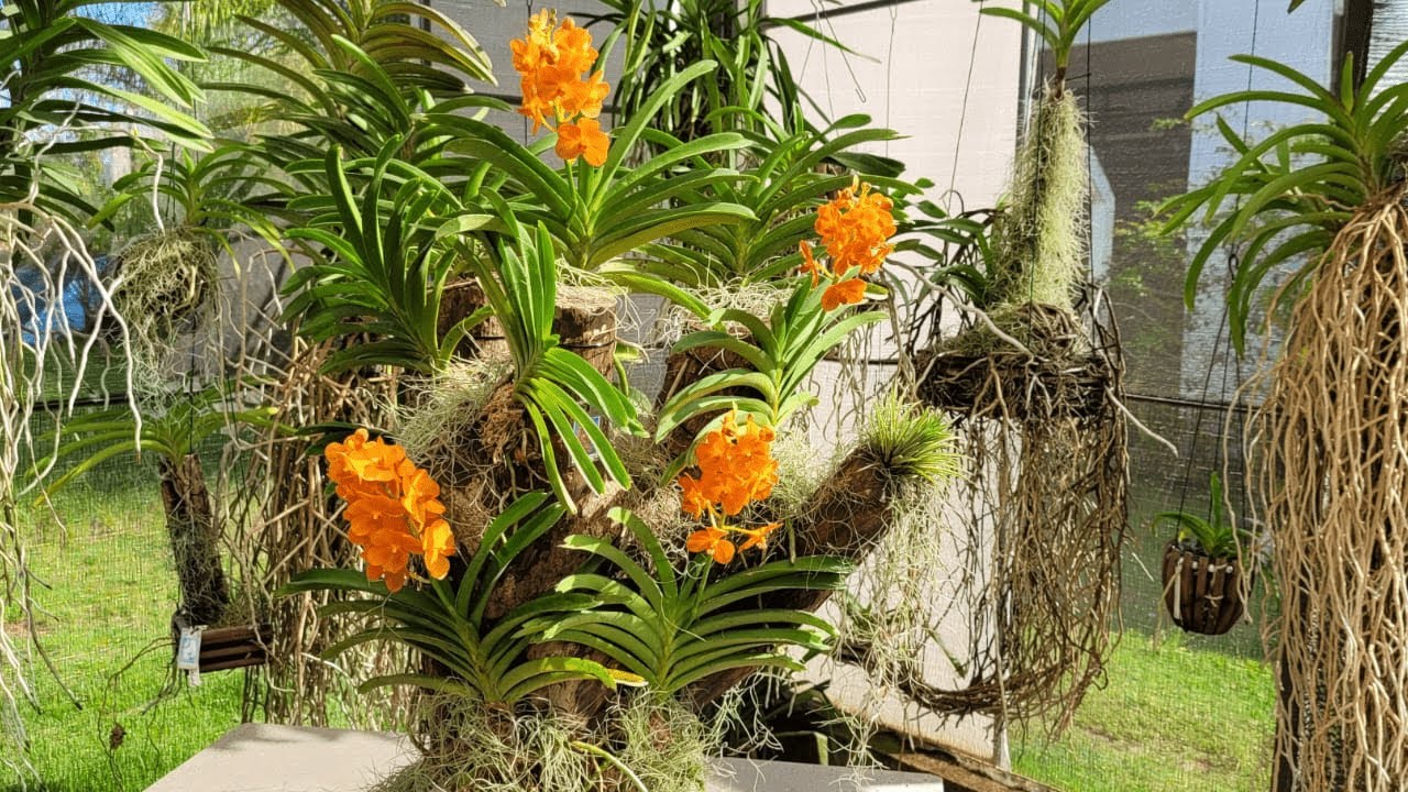REPLANTE EM TRONCO DE MADEIRA