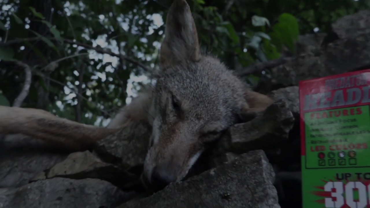 Coyote Hunting Headlamp- the Coyote Reaper Headlamp