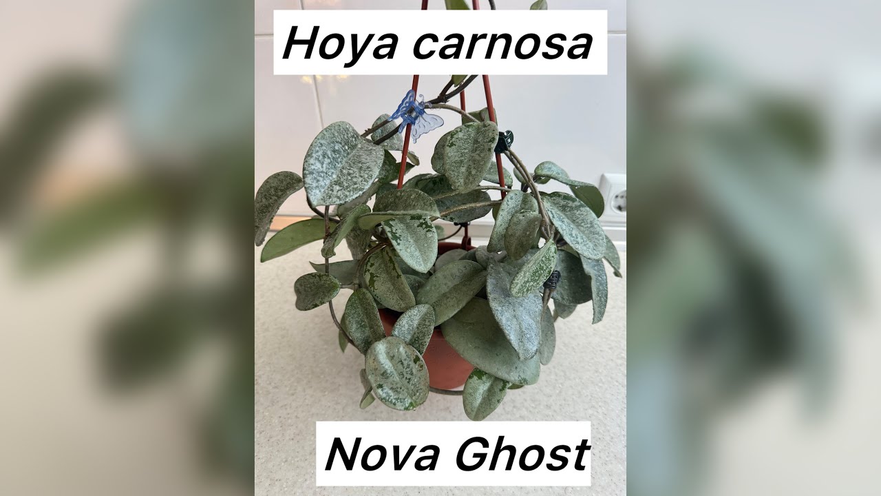 Hoya carnosa Nova  Ghost огляд, особливості. Чи можна купати хойї?
