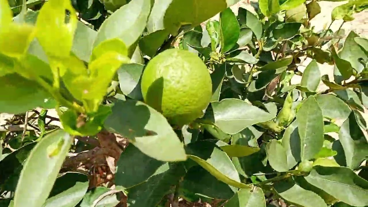 Mostrando a sua a sua criação de feijão e limão 
