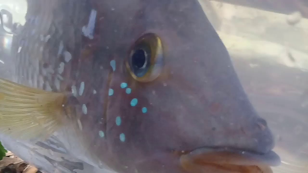 o peixe car&aacute; | alevino | #Morenocriativo