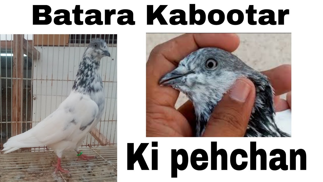 Sialkoti batara Kabootar ki pehchan or shouk || high flyer pigeon ||
