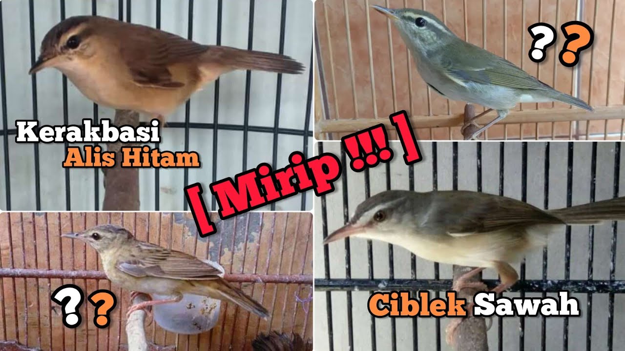 Kerakbasi Alis Hitam dan 3 burung yang mirip dengannya !!!